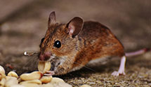24 Hour & Emergency Exterminators in Boulder City, NV